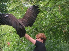 Roofvogel Workshop (6 uur), een uniek en speciaal cadeau voor alle liefhebbers van vogels en dieren! Bestel uw cadeaubon nu!