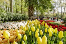 Half-day tour to Keukenhof and tulip fields from Amsterdam