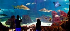 Aquarium of Barcelona - adult 