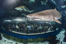 Aquarium of Barcelona - child (5-15)