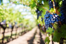 Degustazione Vini del Lago di Garda