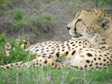 Safari in Kenia, Afrika