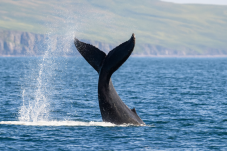 Dolphin and Whale Watching in Ireland (Family Ticket)