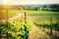 Soggiorno per coppia in Agriturismo 