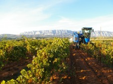 Ontdekking van wijn en olijfolie - Bouches-du-Rhône