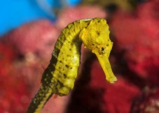 Aquarium of Barcelona - adult 