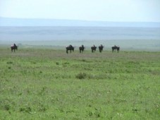Safari in Kenia, Afrika