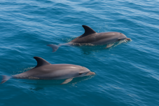 Dolphin and Whale Watching in Ireland (Family Ticket)