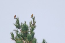 Wandelen Veluwe