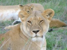 Safari in Kenia, Afrika
