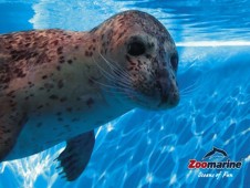 Swim with Dolphins in Portugal – Private Session for Two
