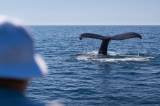 Dolphin and Whale Watching in Ireland (Family Ticket)