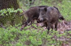 Wandelen Veluwe