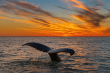 Dolphin and Whale Watching in Ireland (Family Ticket)