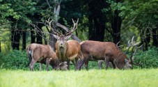 Wandelen Veluwe