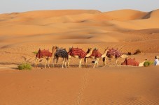Jeep Safari with BBQ in a Bedouin Camp