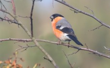 Wandelen Veluwe