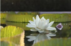 Hortus Botanicus Amsterdam Toegangsticket