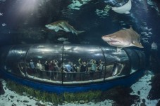 Aquarium of Barcelona - adult 
