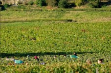 Château La Croizille : Visite guidée + Dégustation de vin pour 2 - Bordeaux (33) 