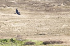 Wandelen Veluwe