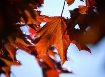 Relaxende experiences voor in de herfst