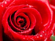 Valentijnsdag cadeaus voor haar